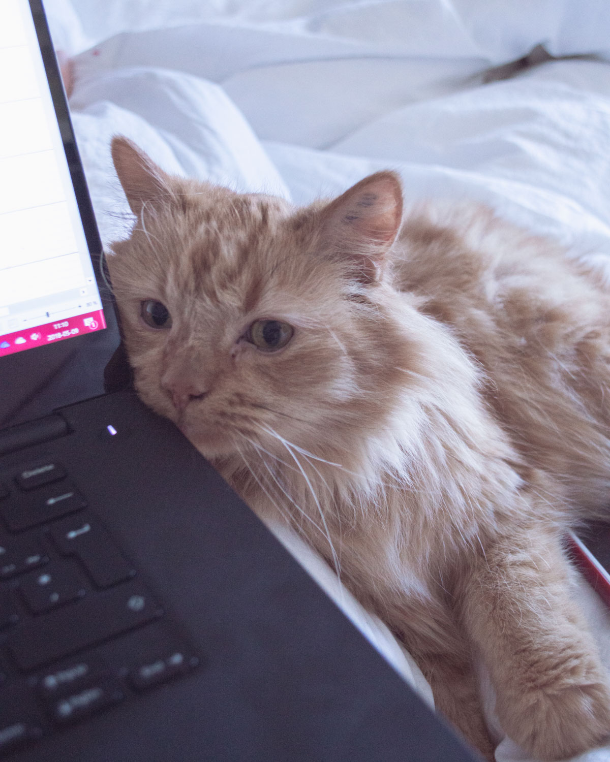 Cat sleep on laptop